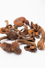 白色背景的野生蘑菇