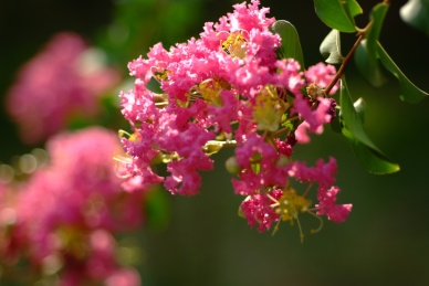 夏季盛开的紫薇花