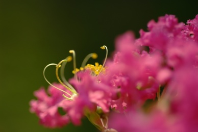 夏季盛开的紫薇花