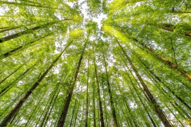 仰视挺拔向上的阳光杉树林