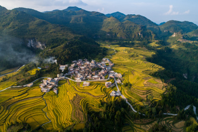 航拍秋季金色贵州梯田丰收