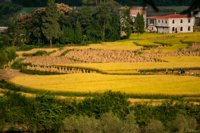 贵州新农村秋季丰收劳作场景