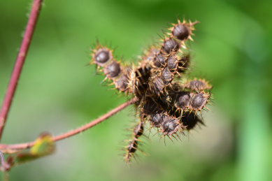 野外已经成熟了的含羞草果实