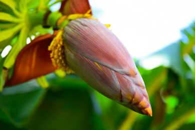 盛夏香蕉树上开放的香蕉雄蕊