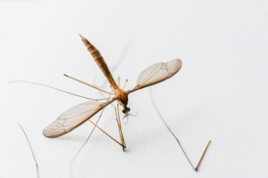 一只死去的雄性台湾栉大蚊