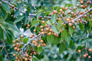 秋天野外的杜梨树结出了小型的圆形果实