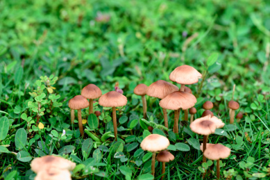 夏季雨后草丛中长出的新鲜蘑菇
