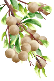 水彩风格二十四节气白露树枝上的龙眼插画元素