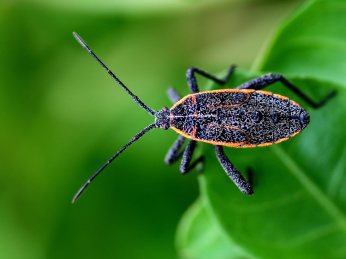 自然中的昆虫叶子上的缘蝽若虫