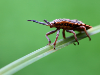 自然中的昆虫叶子上的细角瓜蝽若虫