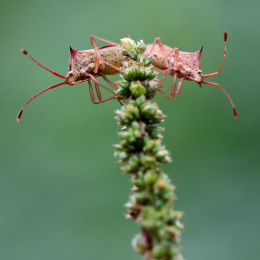 自然中的昆虫交尾的稻荆缘蝽