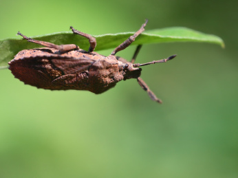 自然中的昆虫叶子上的细角瓜蝽