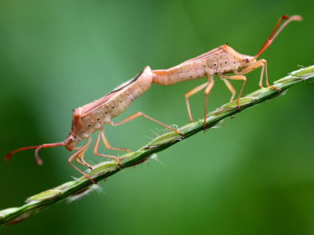 自然中的昆虫交尾的稻荆缘蝽