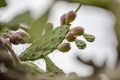 一片长势旺盛的植物仙人掌