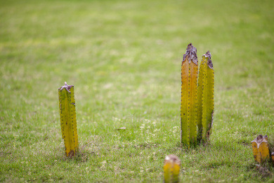 草地上生长着的几株仙人掌