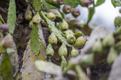 一大片长势非常旺盛的仙人掌果实