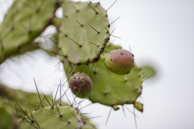 一大片长势非常旺盛的仙人掌果实
