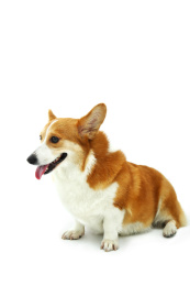 可爱的柯基犬坐立在白色的背景上