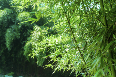 中国浙江杭州植物园竹林竹叶