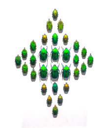 白色背景各种颜色的各类金龟子甲虫昆虫标本