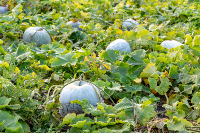 中国广东省韶关市翁源县种植的白皮冬瓜