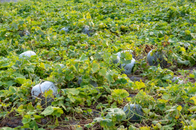 中国广东省韶关市翁源县种植的白皮冬瓜