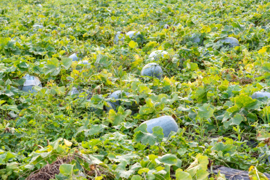 中国广东省韶关市翁源县种植的白皮冬瓜