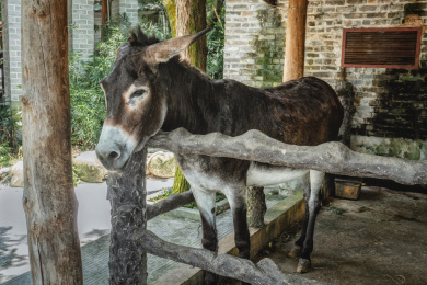 从围栏里伸出头来的家养小毛驴
