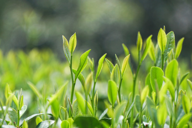 春天绿色的生长中的茶叶嫩芽