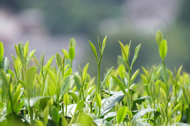 春天绿色的生长中的茶叶嫩芽