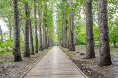 中国山西省太原市晋祠公园林荫路木栈道