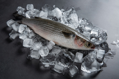 一条新鲜乌头鱼在碎冰块上