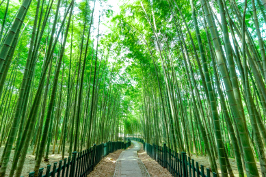 中国浙江杭州植物园 竹林小路