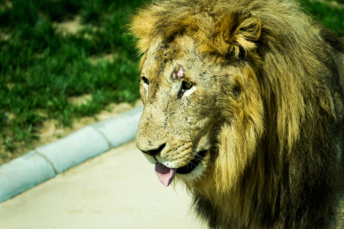中国北京野生动物园站立的狮子头部