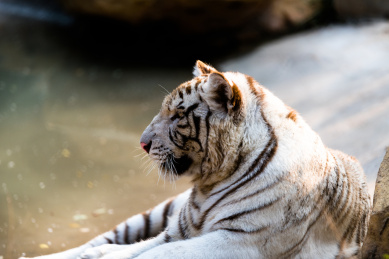 中国北京野生动物园卧着的老虎