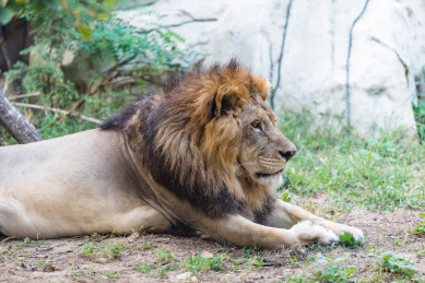 中国北京野生动物园一只狮子