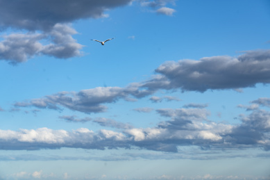 海空飞翔的海鸟
