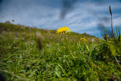 甘肃省甘南藏族自治州若尔盖草原花湖的格桑花