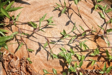 一棵树的横截面和绿色的草藤