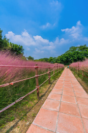 阳光下小路两旁的粉色粉黛乱子草