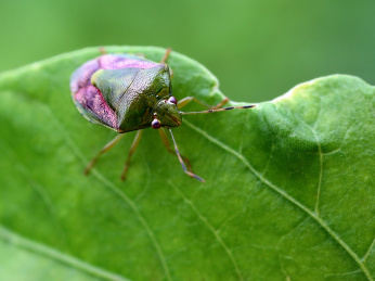 自然中的昆虫叶子上的珀蝽