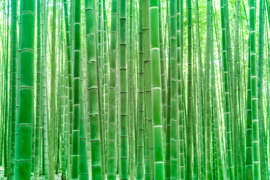 中国浙江杭州植物园，竹园竹林竹杆