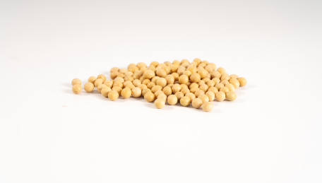 纯白色背景下的一堆新鲜大豆