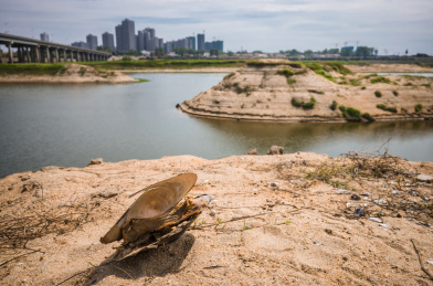 举水河河滩上死去后干燥的蚌壳