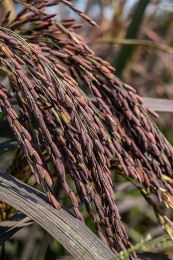 生长的紫色紫糯稻谷稻穗特写