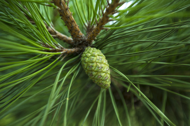 夏天翠绿的松树果实和松树叶植物特写