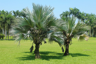 户外草地上几棵绿色的贝叶棕