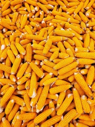 中国高产粮食作物玉米 苞米