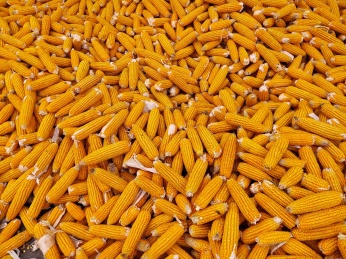 中国高产粮食作物玉米 苞米
