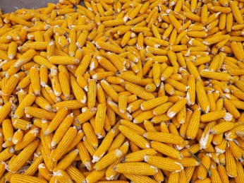 黄色的玉米棒子特写 玉蜀黍